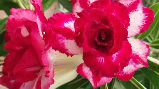 Adenium care in winter #live #viral