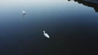 Marsh Bird