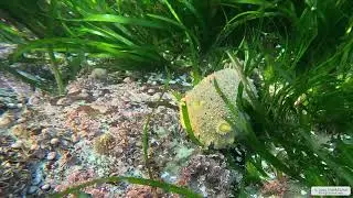 Monterey Sea Lemon | Vancouver Island | Underwater 4K | Snorkelling | 31 12 2025