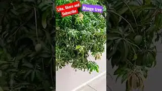 Mango Tree | Foodie Path with Jyoti #garden #views #viral #trending #youtubeshorts #ytshorts #shorts