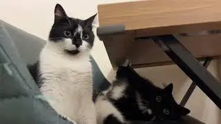Cats are staring at us. ２匹揃って可愛く見つめてくれた日