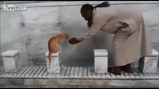 Funny Cats In Makkah Mukarramah Hajj