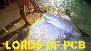 2 Huge Sharks from the Beach! Sandbar Shark Fishing Battle in Panama City Beach | Lords of PCB