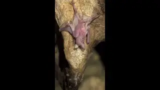 BABY BAT