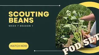 Scouting Beans-S1:Week 7-Treasure Valley ID