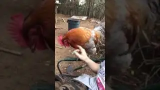 Raising friendly roosters