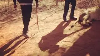 My livingstone Visit || LION WALK PART 1 || At Mukuni Big 5 Safari