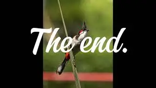 Top 12 birds name|worlds best birds names| birds name of the nature 