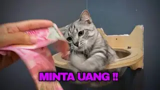 COBAIN BARANG ANEH KE KUCING.. NOMOR 5 BIKIN TERCENGANG