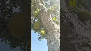 Free video no copyright (This is a jackfruit tree, the fruit is yellow and tastes sweet)