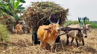 new Bullock Cart Heavy load Riding in stuck // Indian's Cow accident#BullockCart