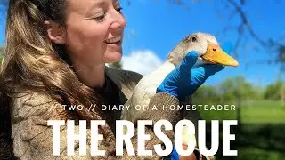 The Rescue // Diary of a Permaculture Homesteader, Ep 2, Helping Jack the Duck w/ trauma & wry neck