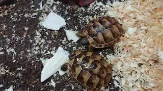 Testudo graeca ibera
