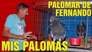 2DA PARTE PALOMAR DE FERNANDO EL DEL RELOJ - LUYANO 2