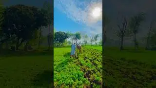 #punjab #culture #farming #agriculture