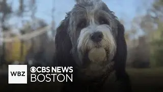 Massachusetts police department therapy dog killed in car crash