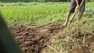 CLEVER WAY TO CLEAR WEEDS WITH SIMPLE TOOLS BEFORE LAND PREPARATION - Agriculture Farming
