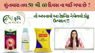 તલમાં ૫૦ થી ૬૦ દિવસે માત્ર આ કાર્ય કરશોતો ઉત્પાદન થશે દોઢું...