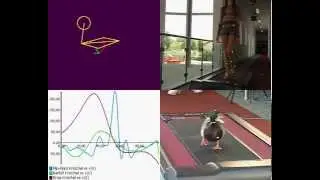 Gait Analysis - Comparison Duck vs. Human Gait - with Simi Motion