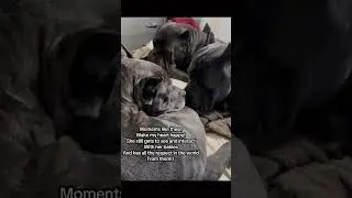 #haveitoldyoulatelythatiloveyou #dogbreed #mastiff #puppy #canecorso #lifeisbutadream #fyp