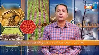 Kheti Sar Seti with Kamal Lashari || 16 November 2021 || Sindh Tv News