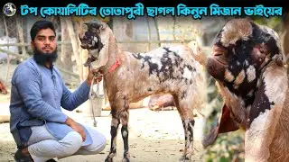 তোতাপুরী ছাগল ও দুধের ছাগল উন্নত জাতের কিনুন মিজান ভাইয়ের ফার্ম থেকে ঔষধিগ্রাম 💥💥