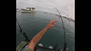 Spotted bay bass at Newport harbor!!!