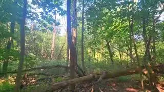 Andrew Berg's Nature Video
