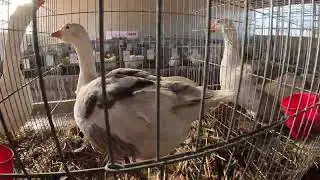 Viața la țară- Cele mai frumoase rațe pe care le-am văzut până acum într-o expoziție Comarnic 2025