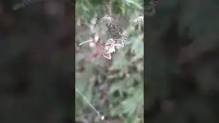Life cycle   #earth #discovery #animals #spider #animalplanet #nature #original