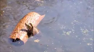 Log rolling turtle