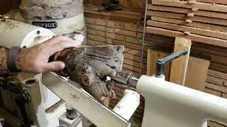 turning an azalea bush rootball