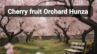 Mountain Cherry || The Cherry Orchard