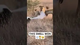 Nature&rsquo;s Funniest Defense Mechanism 💨🤣
