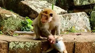 Monkey Jody Get Scarry Moment From Loki- Pity Little Guy