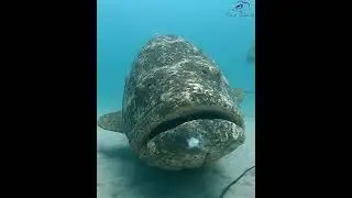 Giant grouper#fishing #grouper