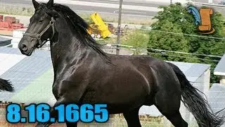 Today In History: Canadian Horse