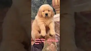 Best pet shop in northeast #goldenretriever #bihu #dimapur #kohima #arunachal #roing #itanagar#viral