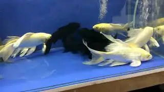 Black carp and white carp