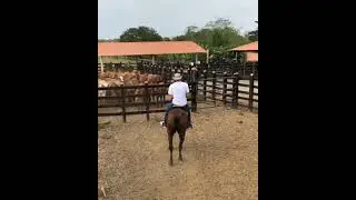#garrocha caballo de garrocha