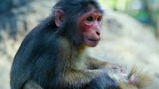 Poor Abandoned Little Monkey Baila Grooming Her Friend ____ She Look So Hungry And Lonely