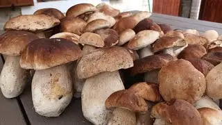 Как красиво собирать с женой белые грибы