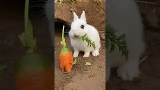 #funnyvideos #funny #dog #animal#cute #zoo #nature