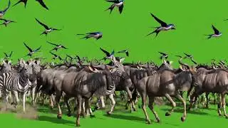All Animal Stampede Green Screen | All Wild Animals Running In One Frame