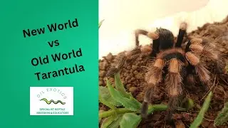 New World vs Old World Tarantulas: What&rsquo;s the Difference? 🕷️