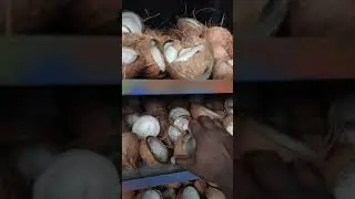 Electrical Copra dryer 2000 coconut 4000 half nut Capacity   Successfully Tested.