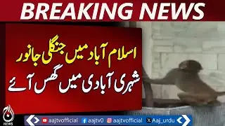Wild Animals Enter Islamabad Residential Areas - Pakistan News