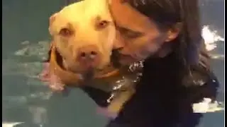 Paralyzed Pit Bull Mix Swims to GET BETTER | The Dodo LIVE*