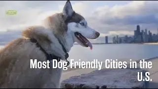 Most Dog-Friendly Cities in the U.S. | Extra Space Storage