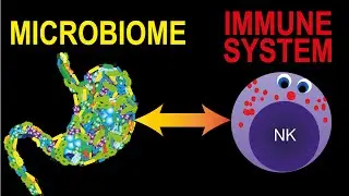 How the Microbiome influences your Immune System and Why it is Important!